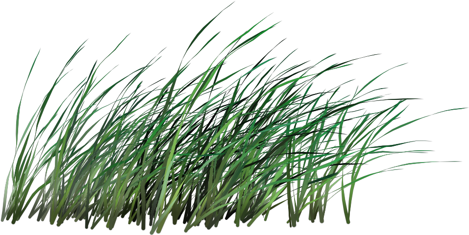Google-søk Grass, Herb - Tall Grass Cut Out (1024x1024), Png Download