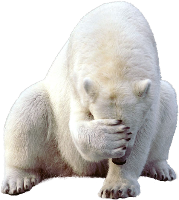 Polar Bear Png Clipart - Transparent Polar Bear Png (1024x768), Png Download
