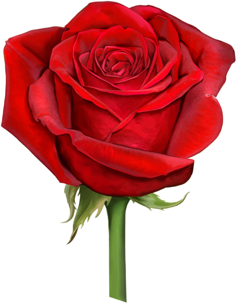 Christmas Red Rose Flower Png, Red Rose Png, Rose Flowers, - Three Hearts By Sally Moore 9781498453523 (paperback) (501x600), Png Download