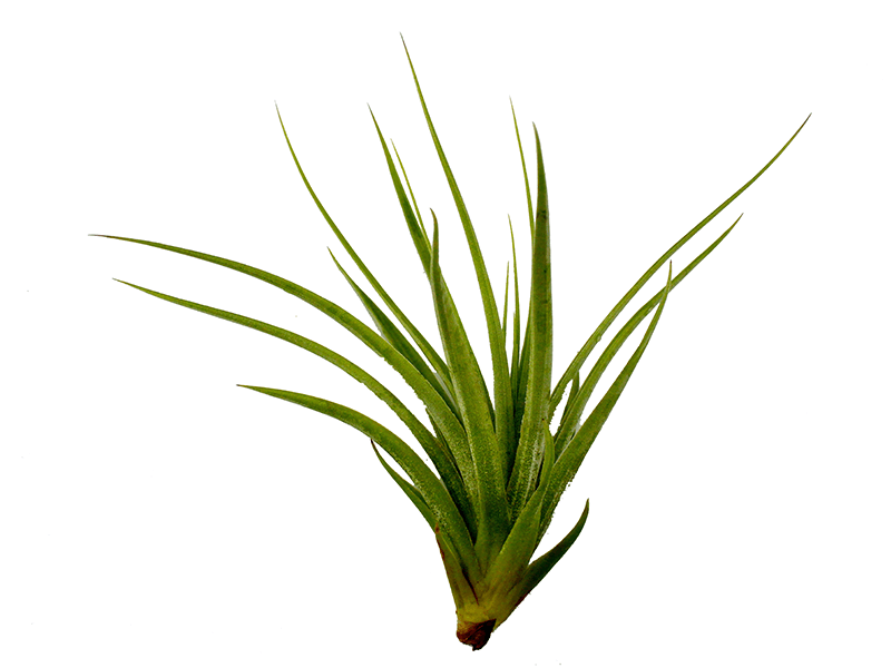 Air Plant Png - Tillandsia Stricta (800x600), Png Download