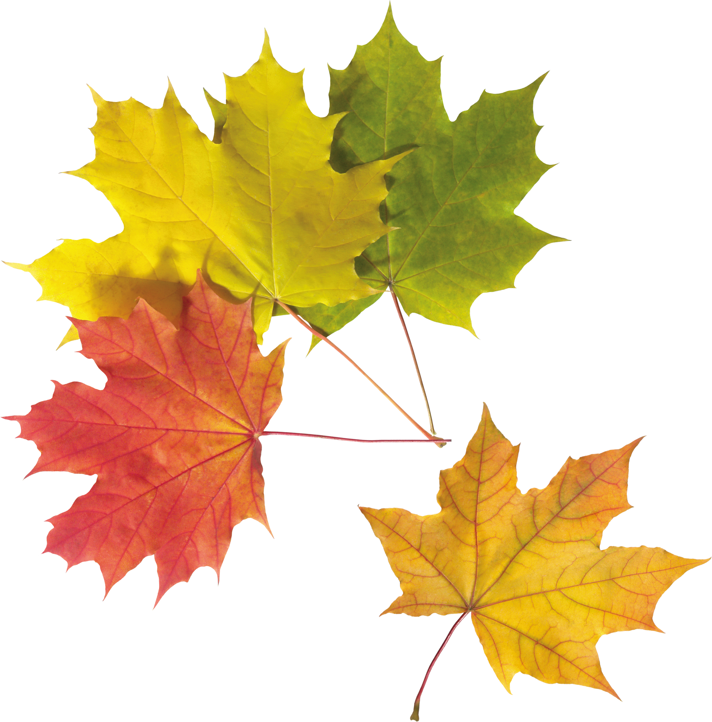 Autumn Leaves Png Image - Autumn (2451x2484), Png Download