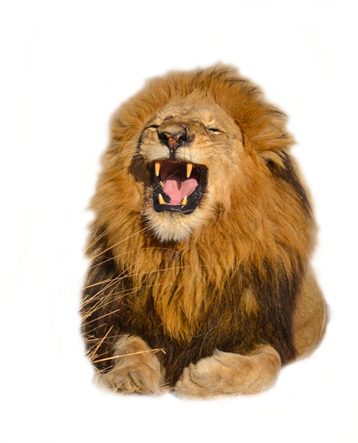 Download Free High Quality Lion Png Transparent Images - Lion (1024x729), Png Download