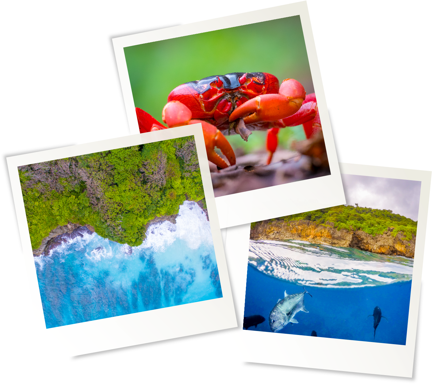 Christmas Island Location - Creative Arts (1512x1316), Png Download