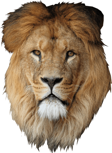 Lion Head Png Images - Natura Artis Magistra (441x600), Png Download