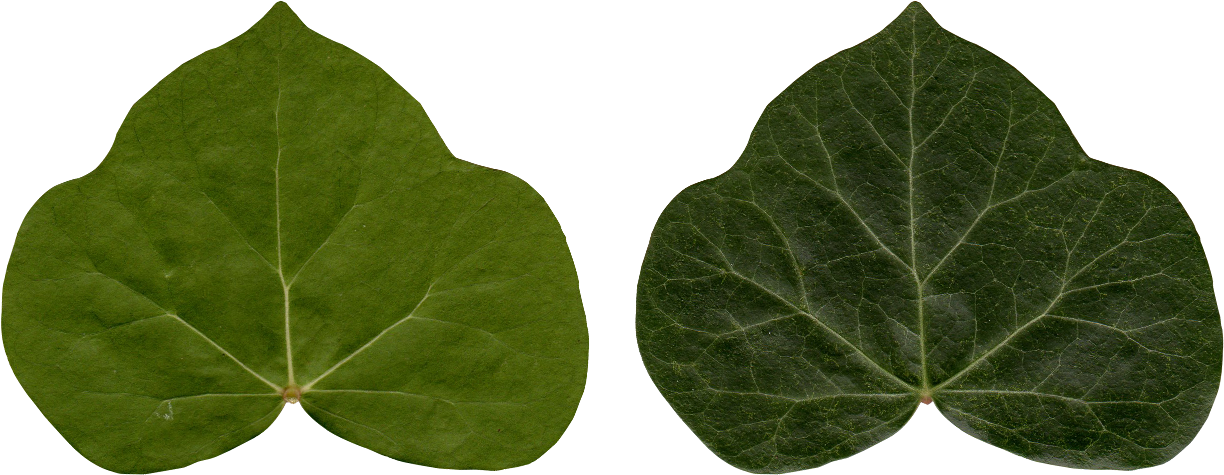Common Ivy Leaf Poison Ivy Plant - Ivy Leaf Png (2612x1306), Png Download