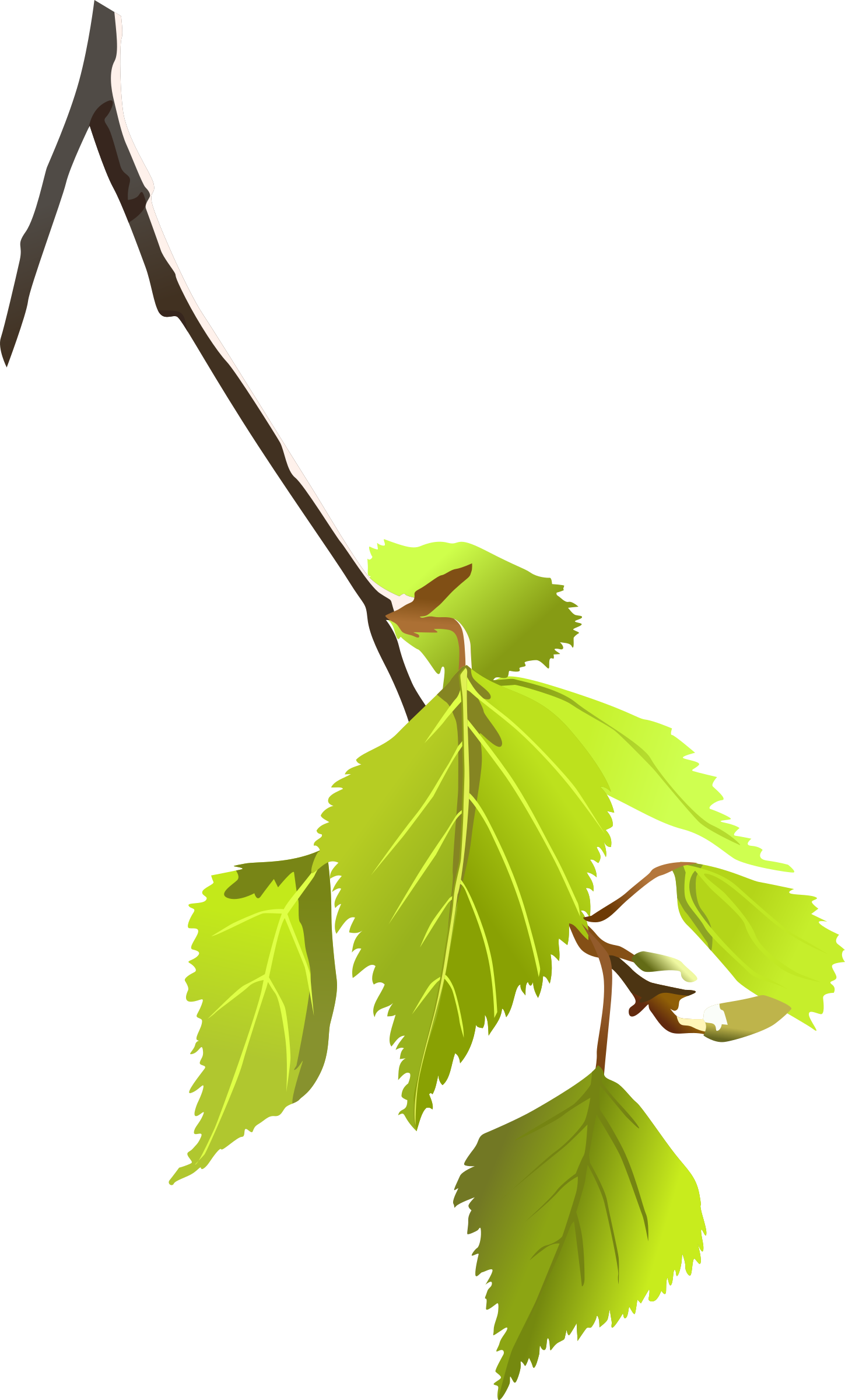 Birch Leafs Image Download - Birch Leaves Clipart (1449x2400), Png Download