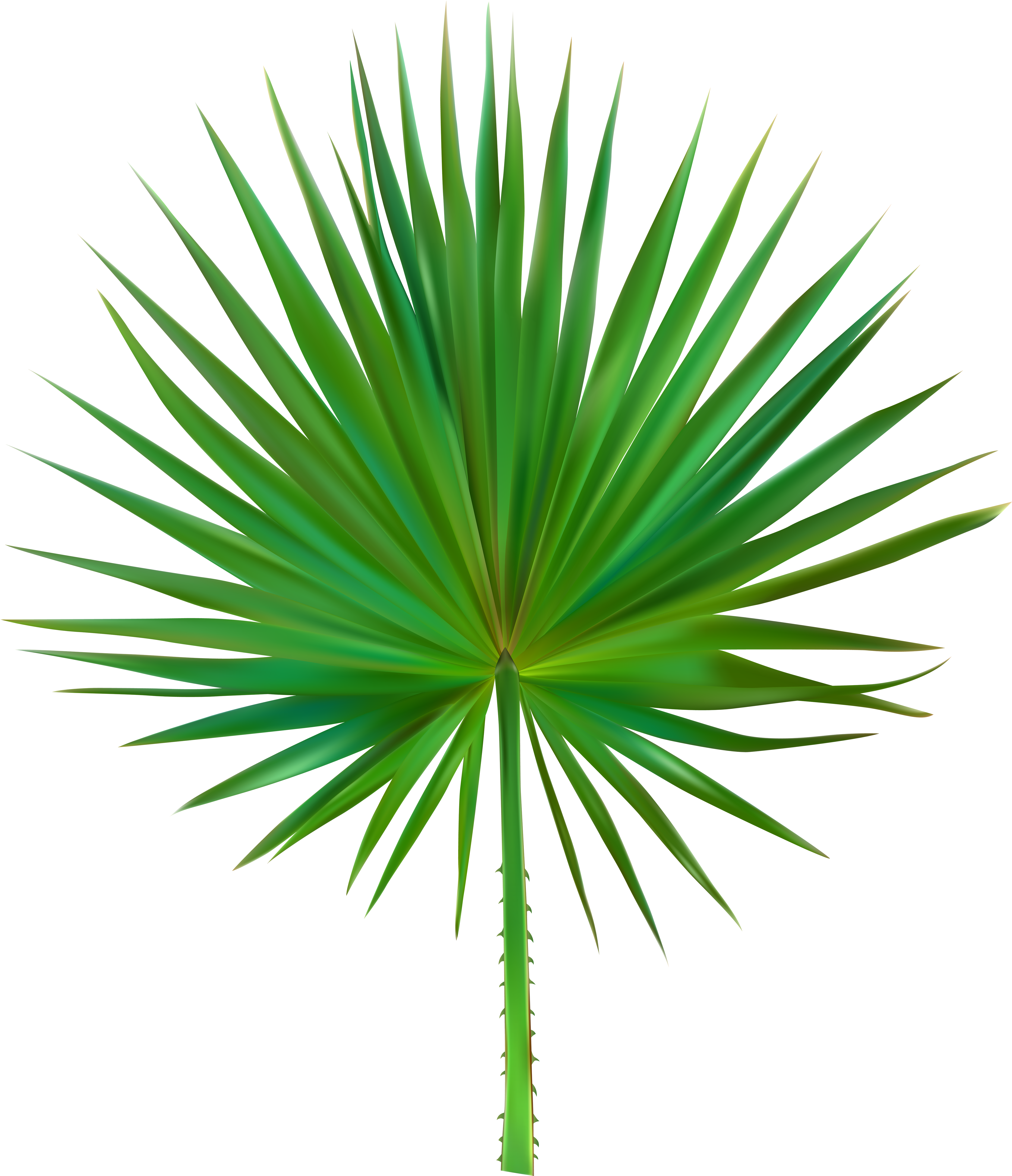 Palm Leaf Png (5201x6000), Png Download