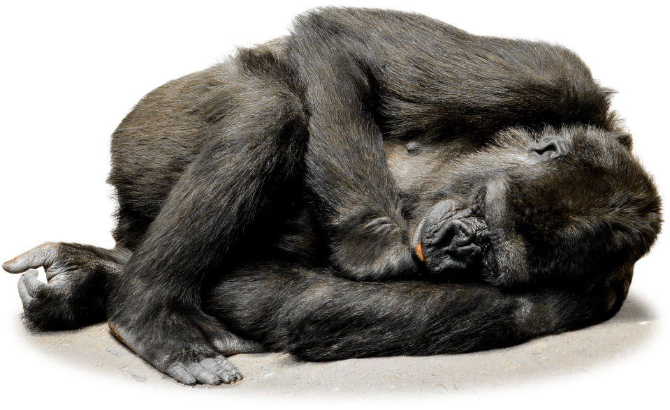 Gorilla Png File - Gorilladschungelpapagei Rundes Kissen (960x669), Png Download
