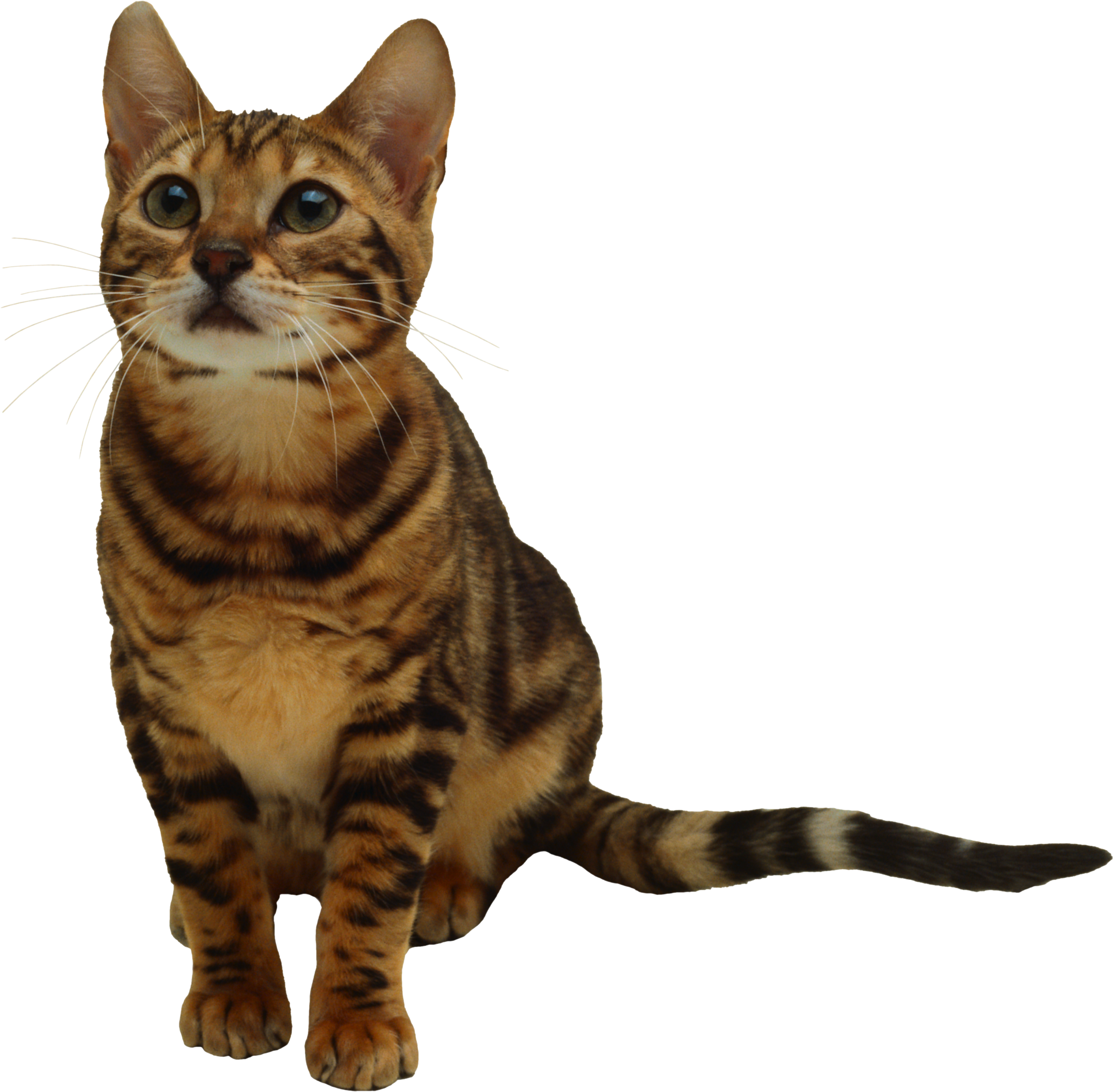 Kitten Transparent Png - Cat Png Transparent Background (2157x2116), Png Download