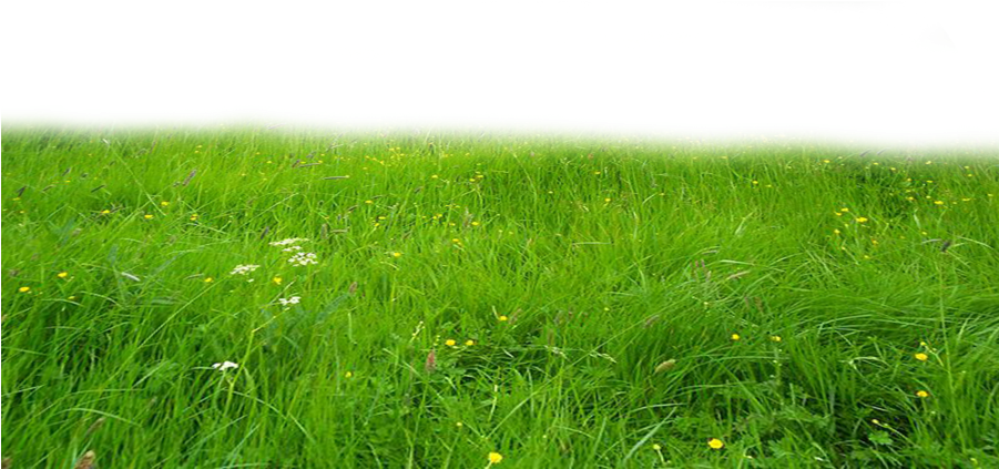 Png Grass By Moonglowlilly - Grass Png Hd (900x720), Png Download