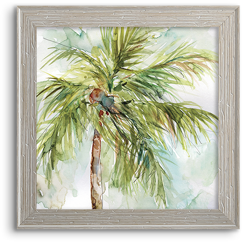 Coconut Palm - Palm Trees (800x800), Png Download