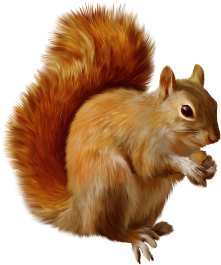 Squirrel Png Clipart - Squirrel Png (883x941), Png Download