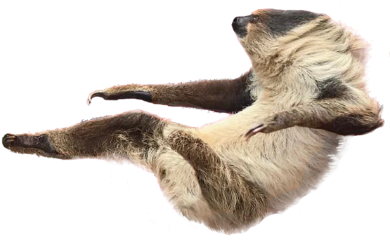 Transparent Animals Sloth - Sloth Png (593x394), Png Download