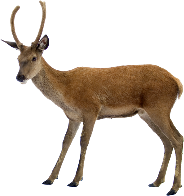 Free Png Deer Png Images Transparent - Deer With White Background (480x509), Png Download