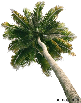 Coconut Trees Png - Single Coconut Tree With Coconut (332x418), Png Download