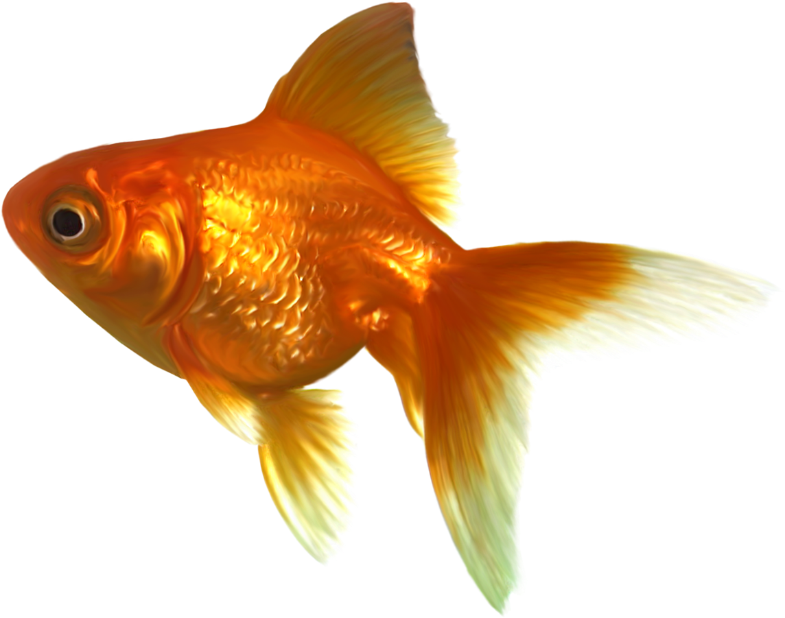 Realistic Goldfish Png Clipart - Gold Fish Clip Art (1165x972), Png Download