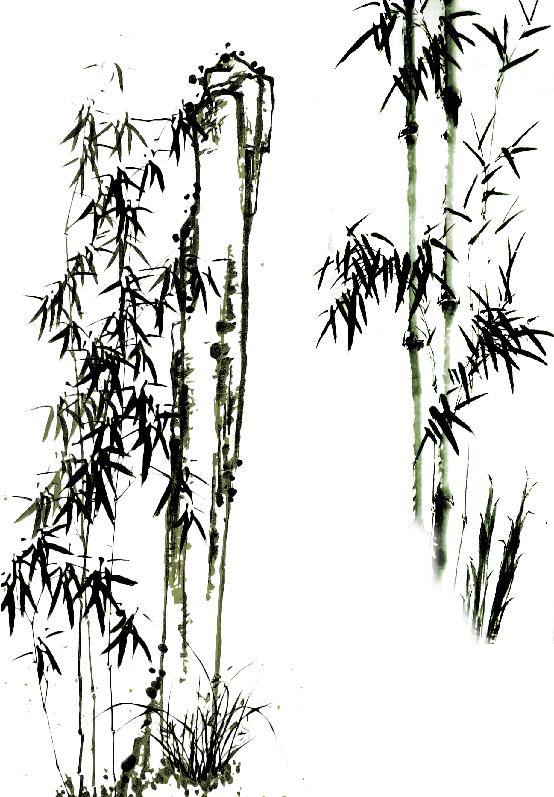 Bamboo - Bamboo Drawing (2271x2767), Png Download