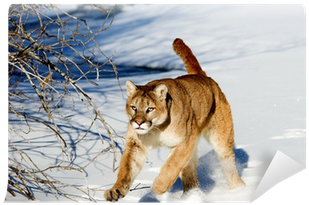 Cougar (400x400), Png Download