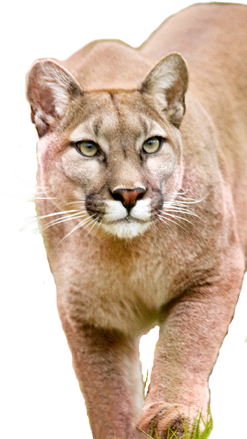Photograph Of Lion Walking Toward You - Mountain Lion Transparent Background (350x620), Png Download