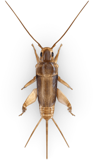 Cricket Insect Free Download Png - Portable Network Graphics (425x600), Png Download