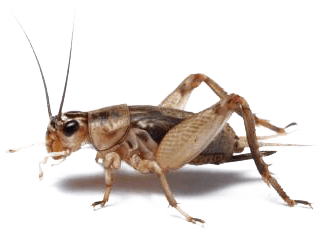 Transparent Bugs Cricket - Cricket Bug (480x319), Png Download