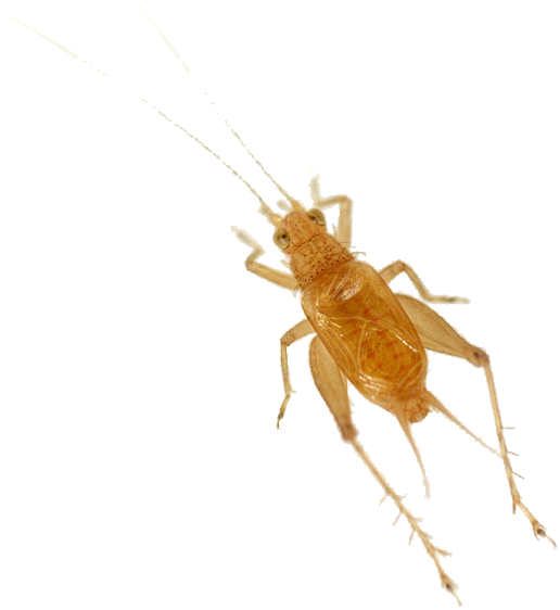 Cricket Insect Download Png - Golden Bell Cricket (525x569), Png Download