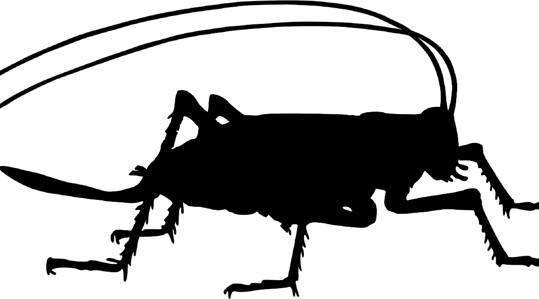 Welcome 2015, Year Of The Cricket - Insect Silhouette Png (1080x600), Png Download