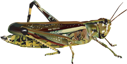 Grasshopper Png (600x400), Png Download