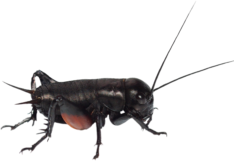 Crickets - Cricket (500x500), Png Download