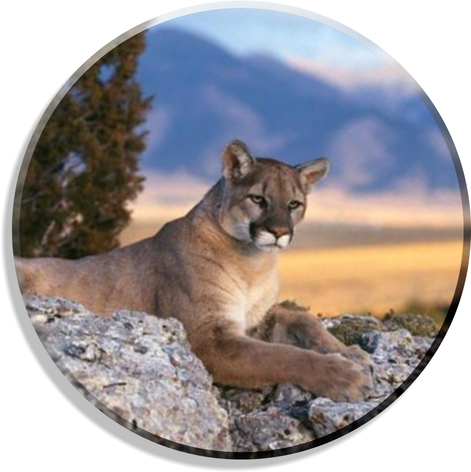 Mountain Lion Lying Down (952x954), Png Download