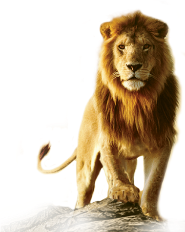 Lion Roar Png - Lion Png Hd (567x504), Png Download