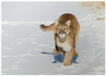 Cougar (400x400), Png Download