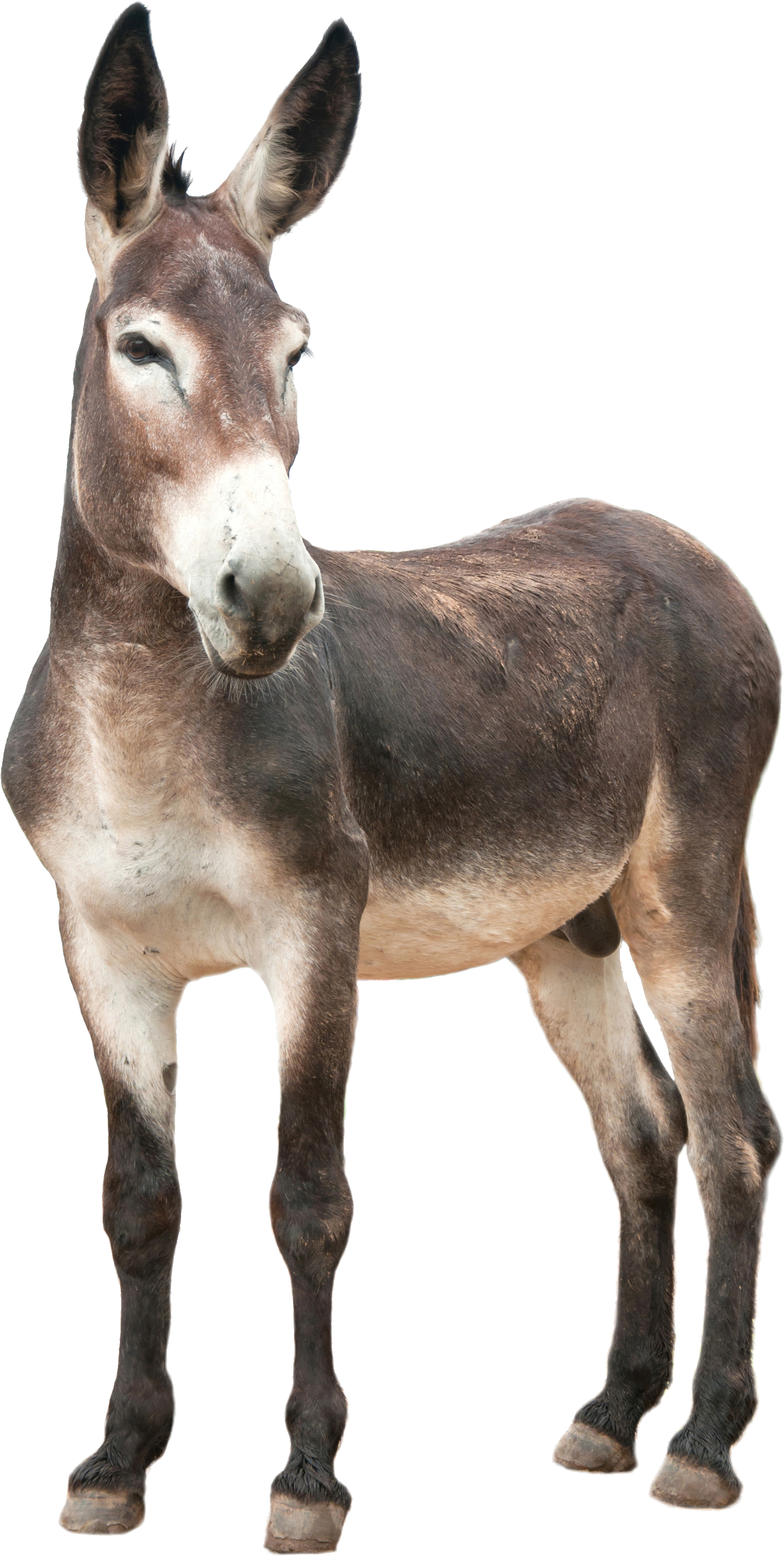 Donkey Png (1477x2928), Png Download