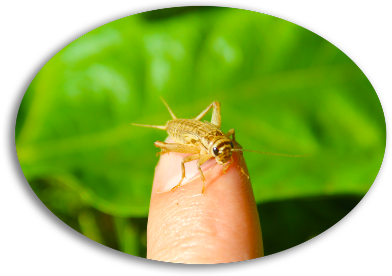 Related Cricket Flours & Edible Insect Posts - Cricket (800x540), Png Download