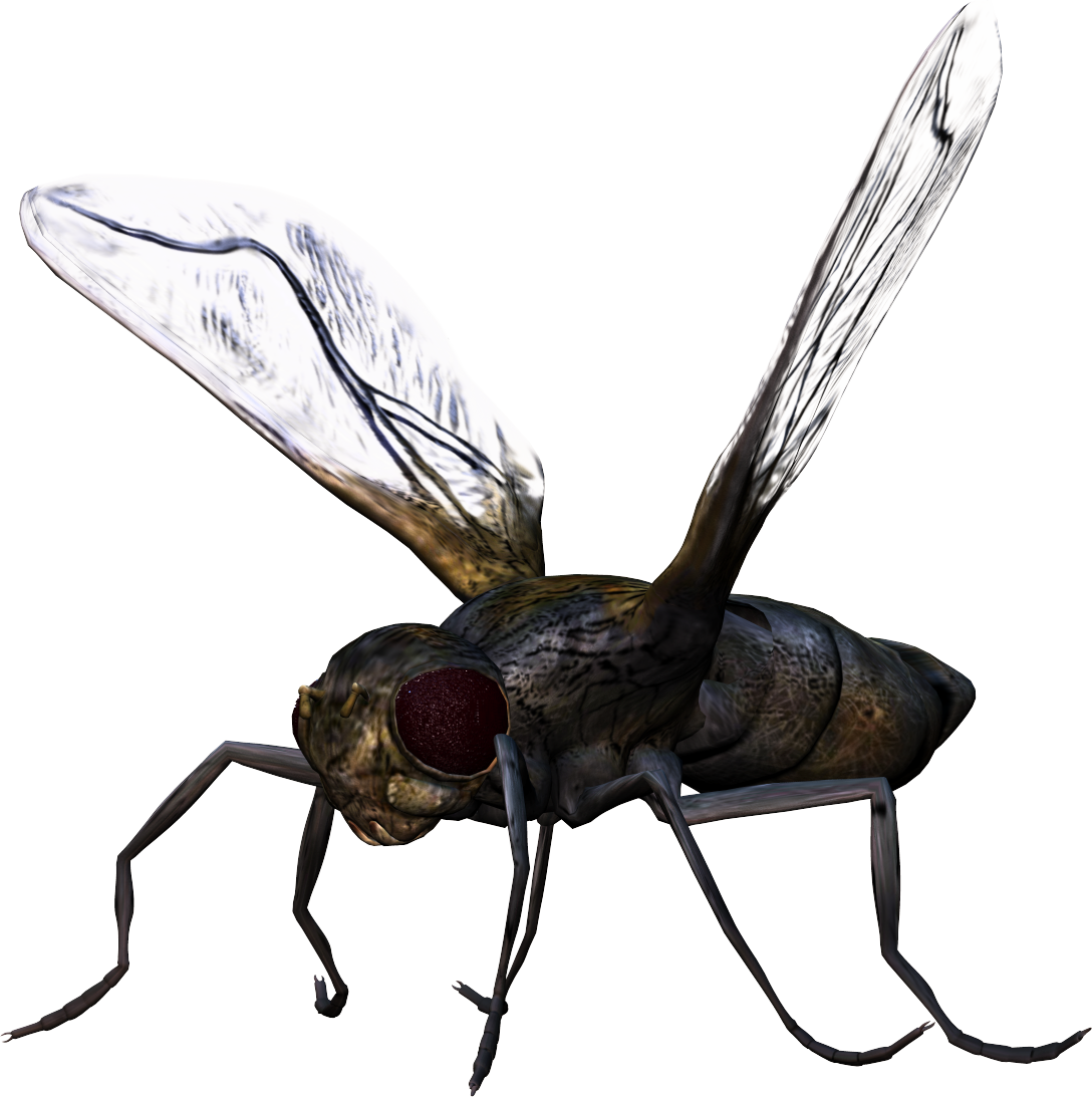 Bug Png Image - Insect (1088x1093), Png Download