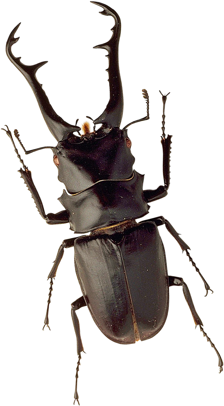 Free Png Insect Png Images Transparent - Stag Bettle Png (480x798), Png Download