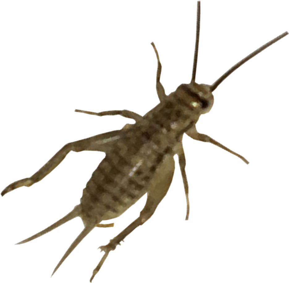 Live Crickets Auto Renew - Water Insecten (1000x1000), Png Download