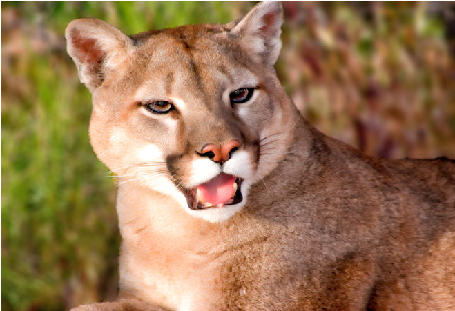 A Magnificent Mountain Lion Surveying His Domain - Cougar (860x450), Png Download