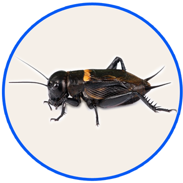 Although The Cricket Is Not Harmful, They Can Keep - Cricket Food 16 Oz By Joshs Frogs (358x358), Png Download