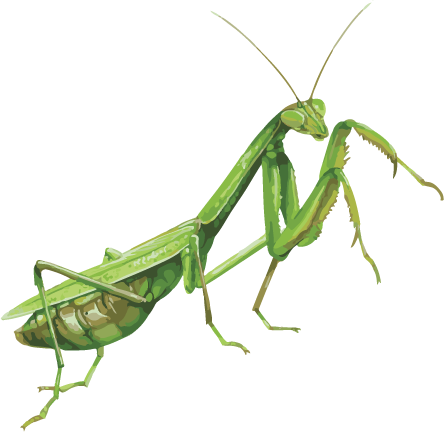 Mosquito Png - Praying Mantis Transparent (444x432), Png Download