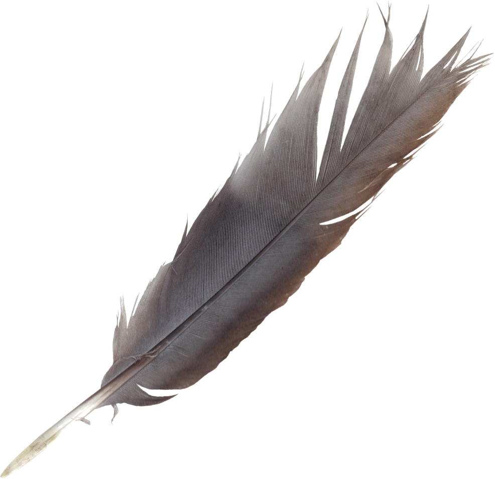 Feather Pen Png Pictures To Pin On Pinterest - Bird Feather Transparent (986x953), Png Download