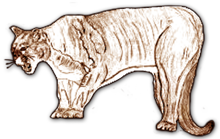 Mountaineer Middle Mountain Lion - Cougar (742x442), Png Download