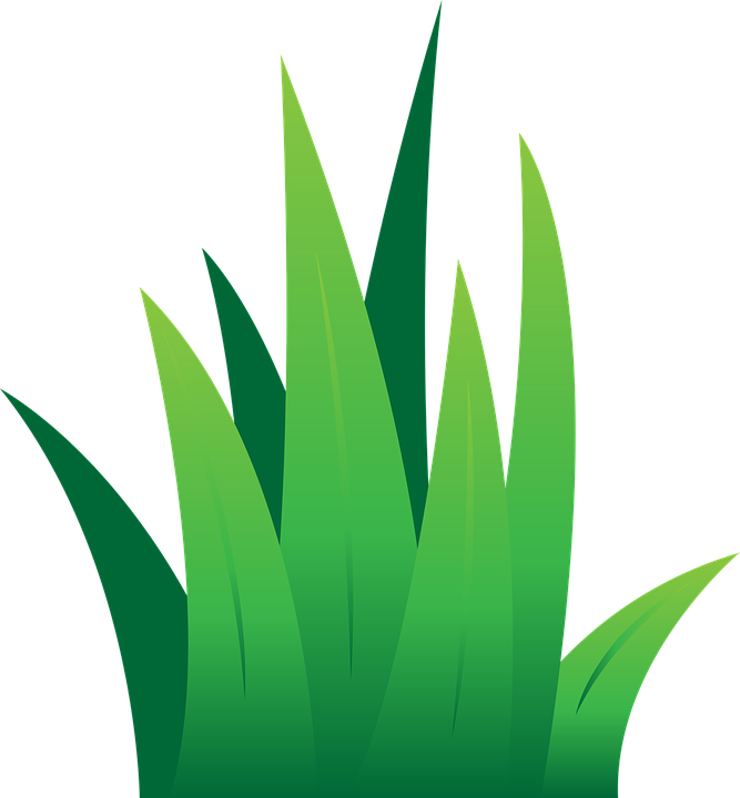 Lawn Clipart Tuft Grass - Lawn Vector (667x720), Png Download