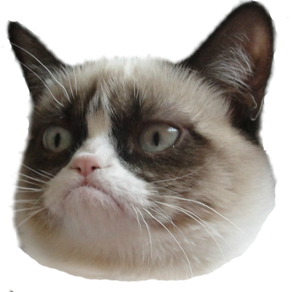Funny Cat Face Png (600x600), Png Download