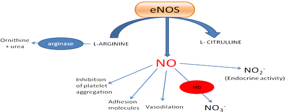 Dysregulation Of The No Homeostasis Can Occur At Several - Citrulline To No Pathway (584x246), Png Download