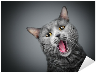 Cat And Milk (400x400), Png Download