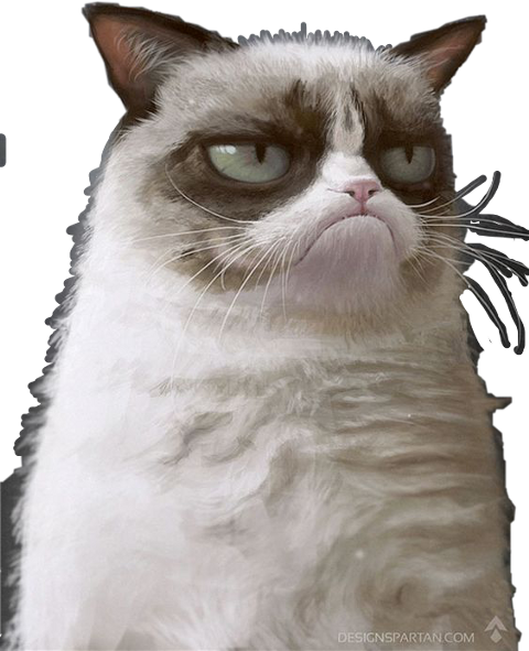 Cat (480x591), Png Download