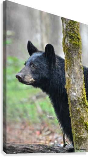224-bear Face Canvas Print - American Black Bear (289x511), Png Download