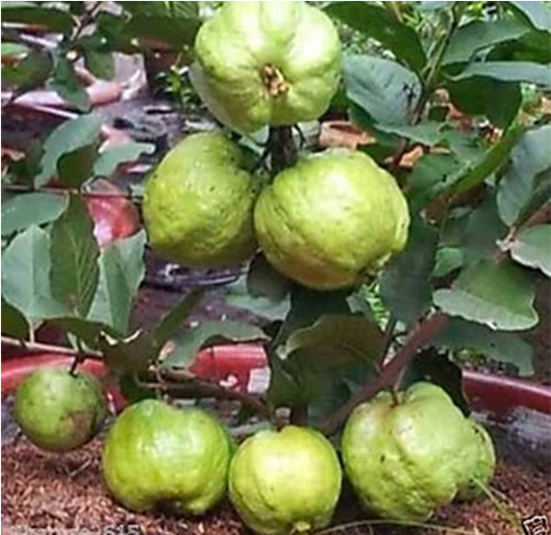 Overview - Guava Ki Photos Hd (1000x600), Png Download