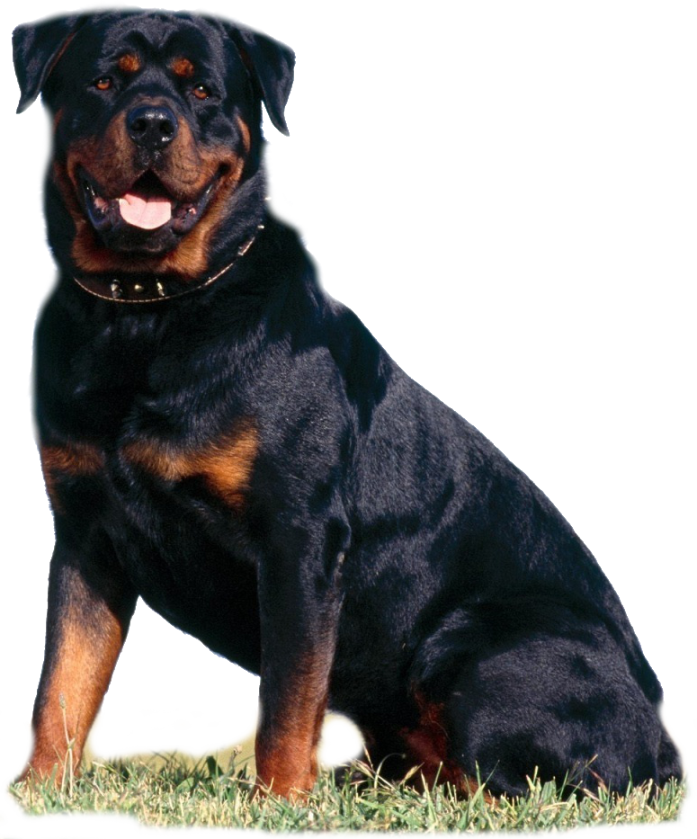 Beautiful Rottweiler Rottweiler 13379022 1280 960 - Worls Most Powerful Dogs (775x933), Png Download